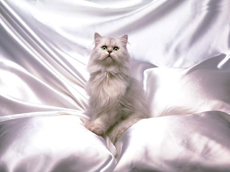Long-haired White Cat