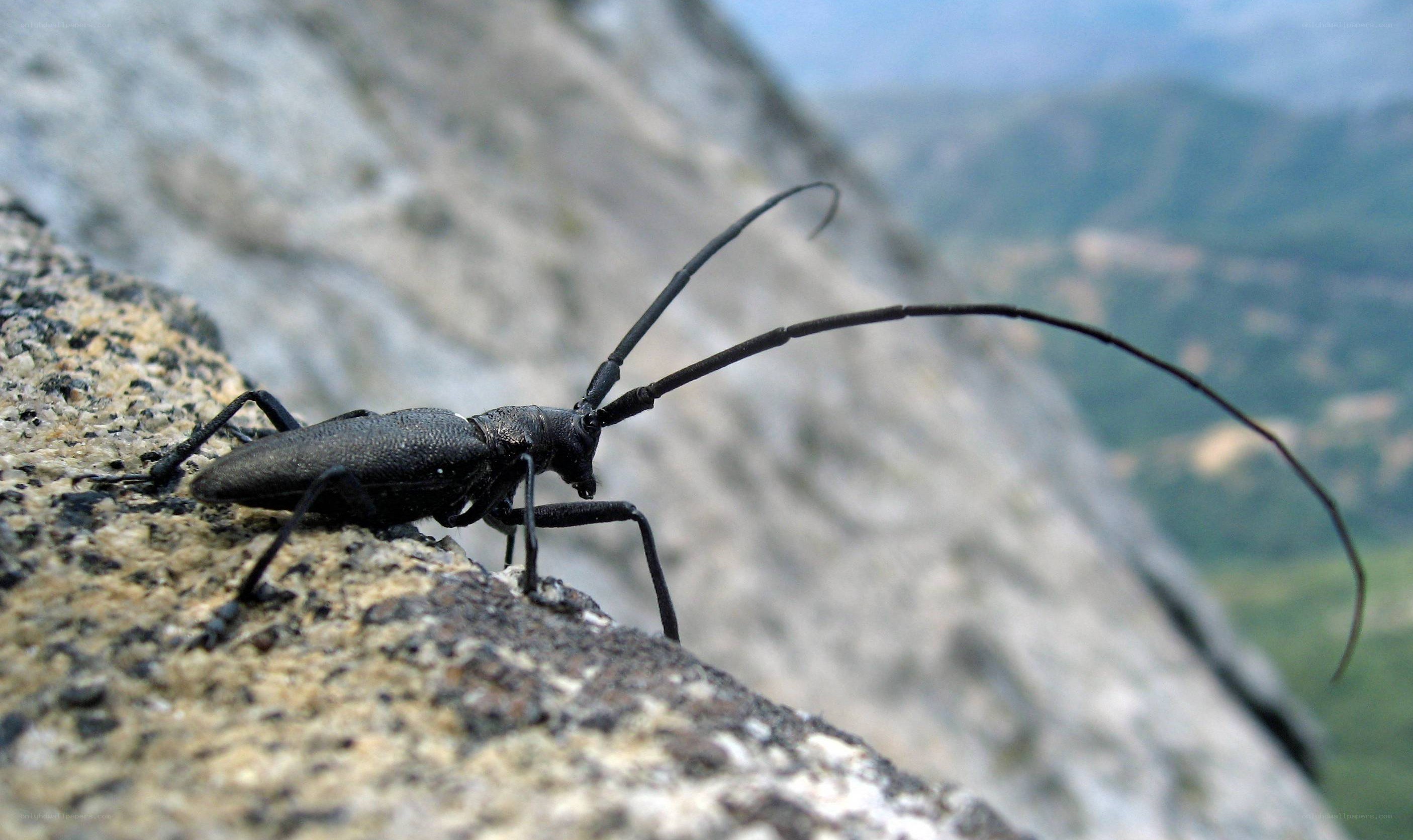 Long-horned beetle on a rock