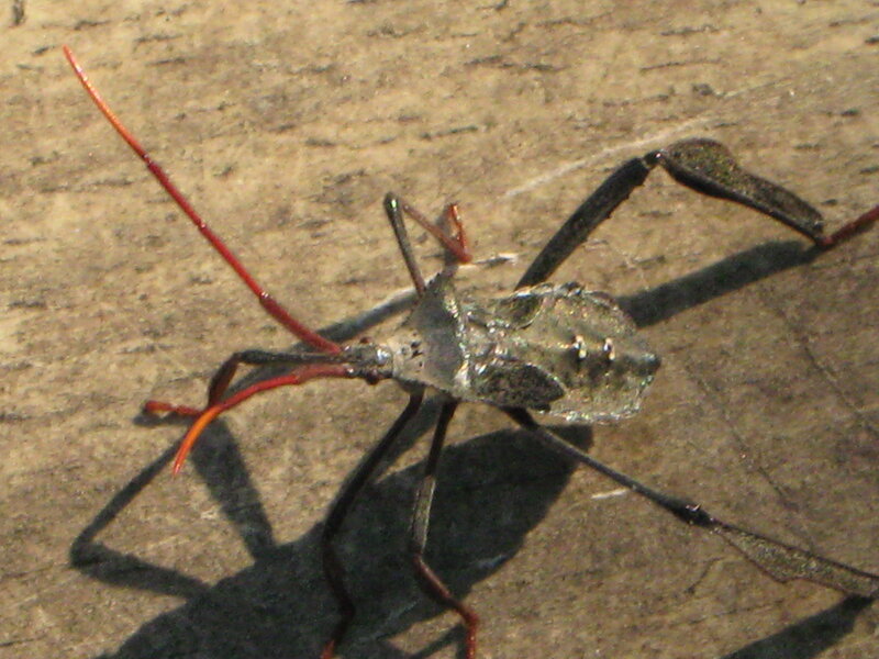 Long-horned Bug