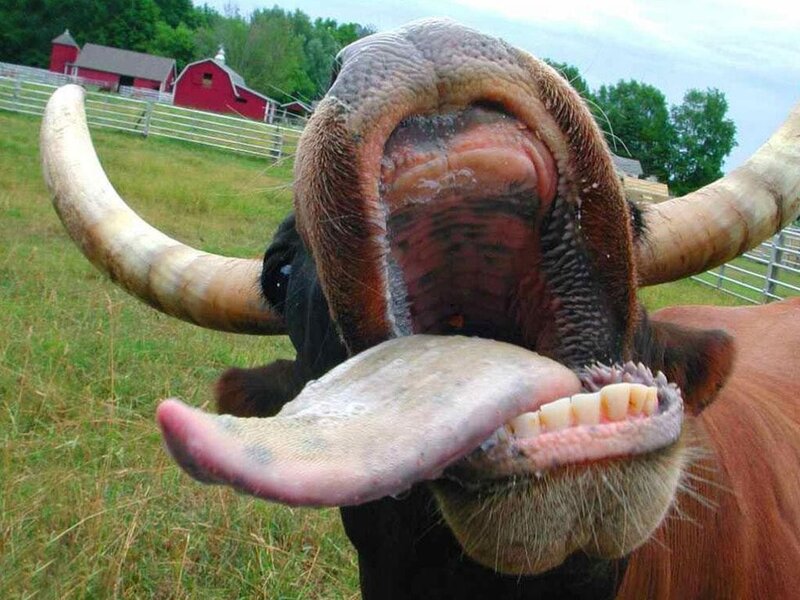 Long-horned Bull Sticking Out Tongue