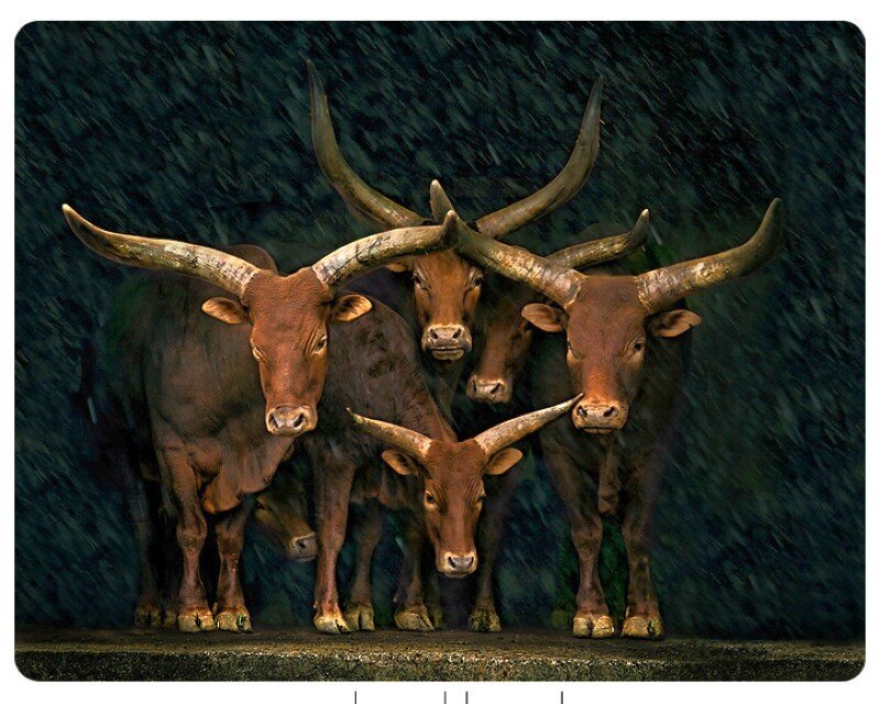 Long-horned cattle in rain