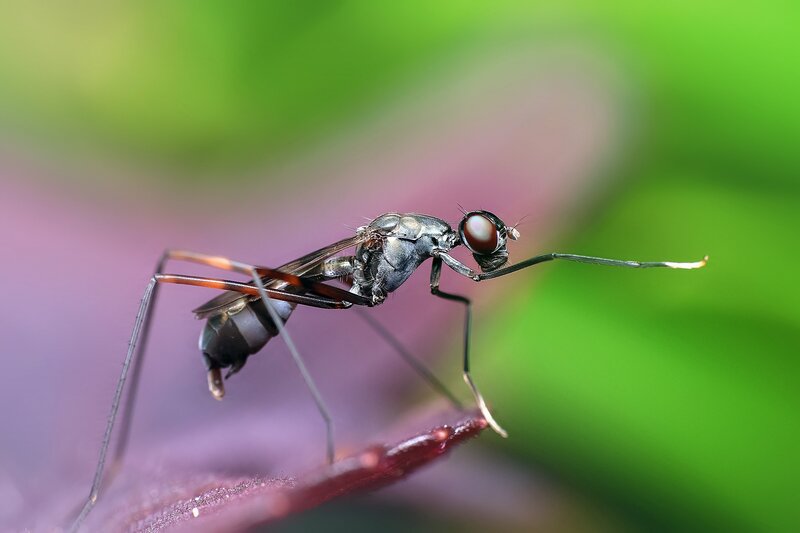 Long-legged Fly
