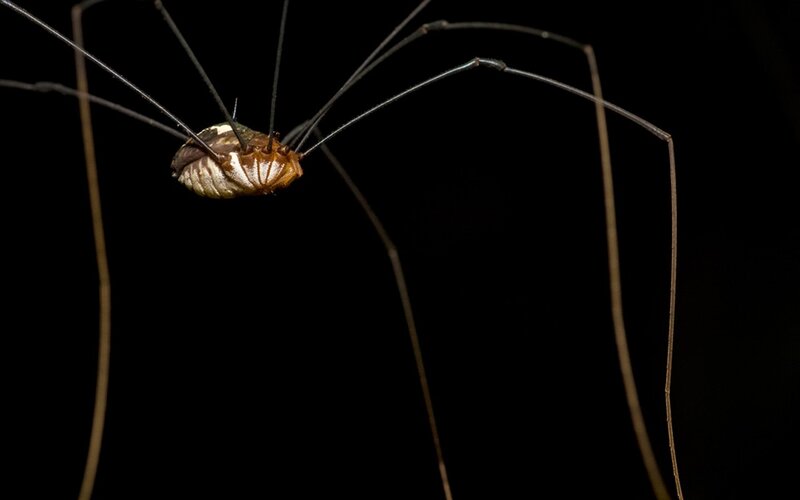 Long-legged Harvestman — Black