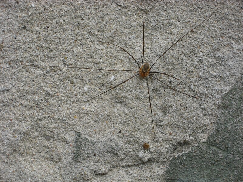 Long-legged Harvestman — Gray