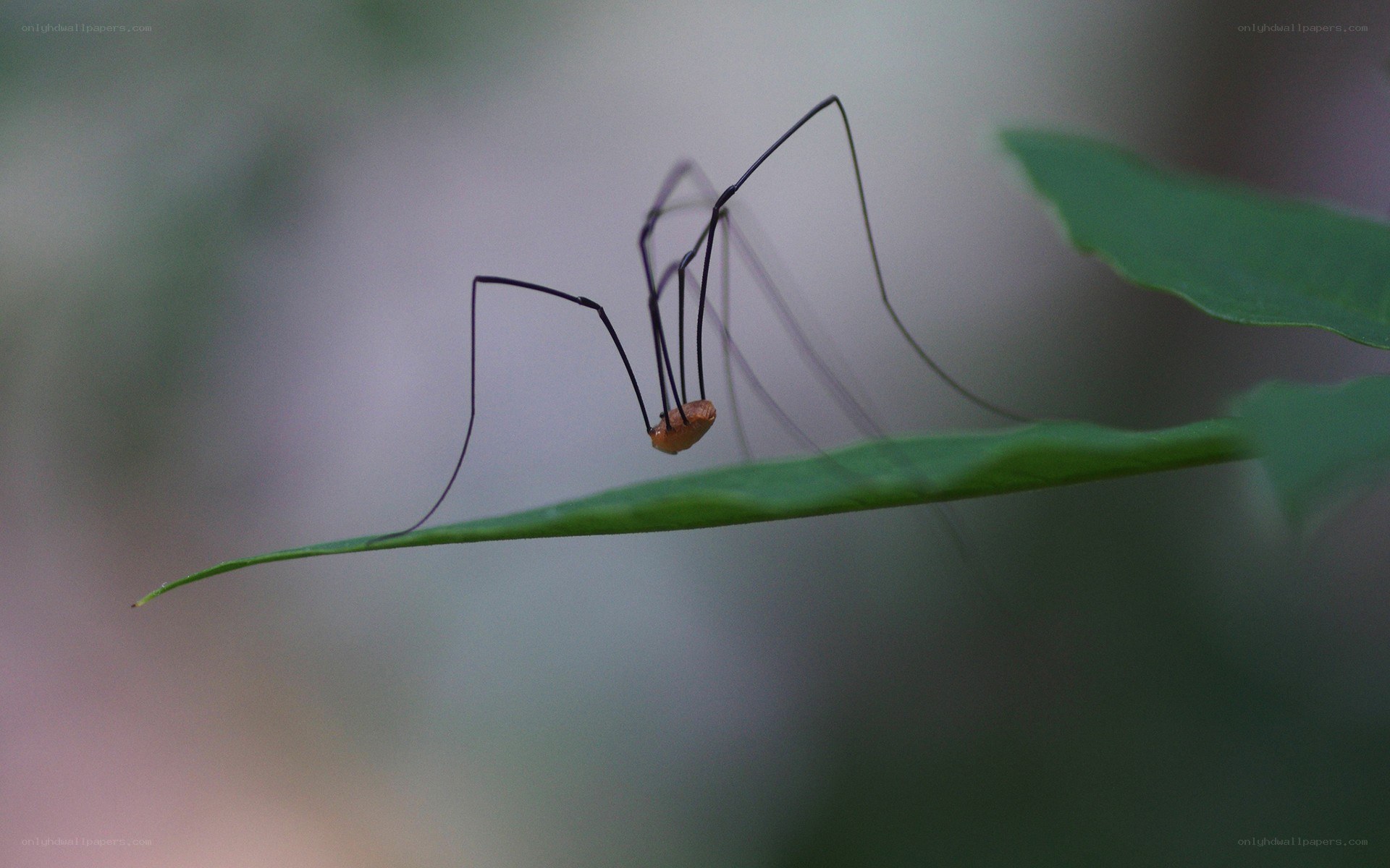 long-legged harvestman on a leaf