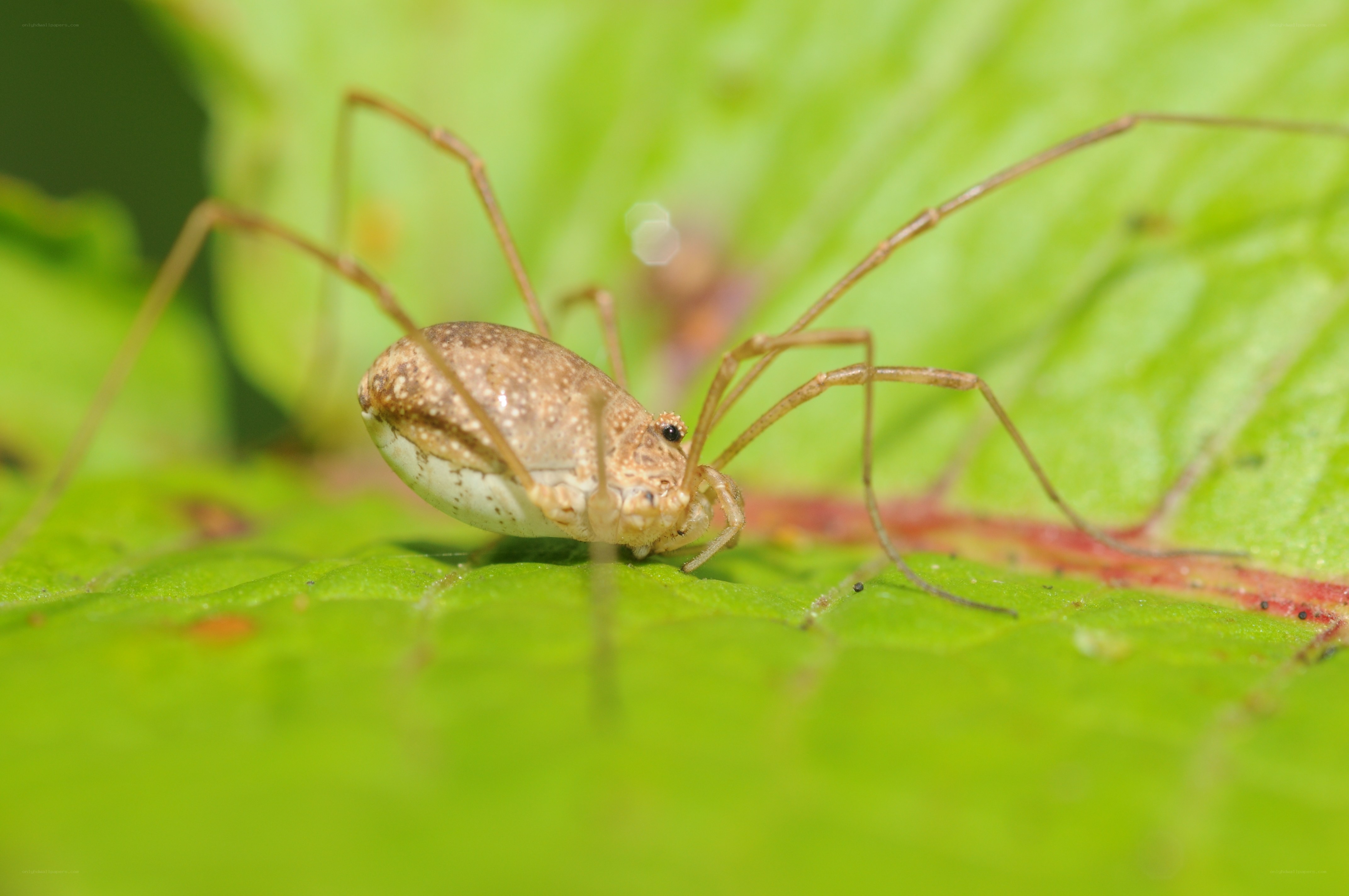 long-legged harvestman on leaf