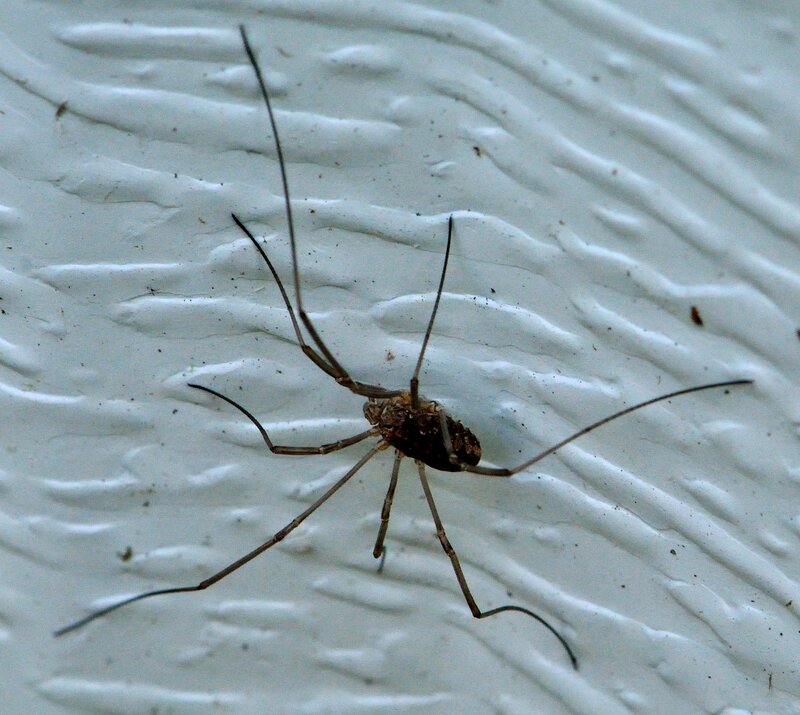 Long-legged Harvestman