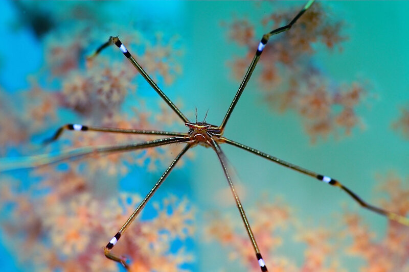 Long-legged sea spider