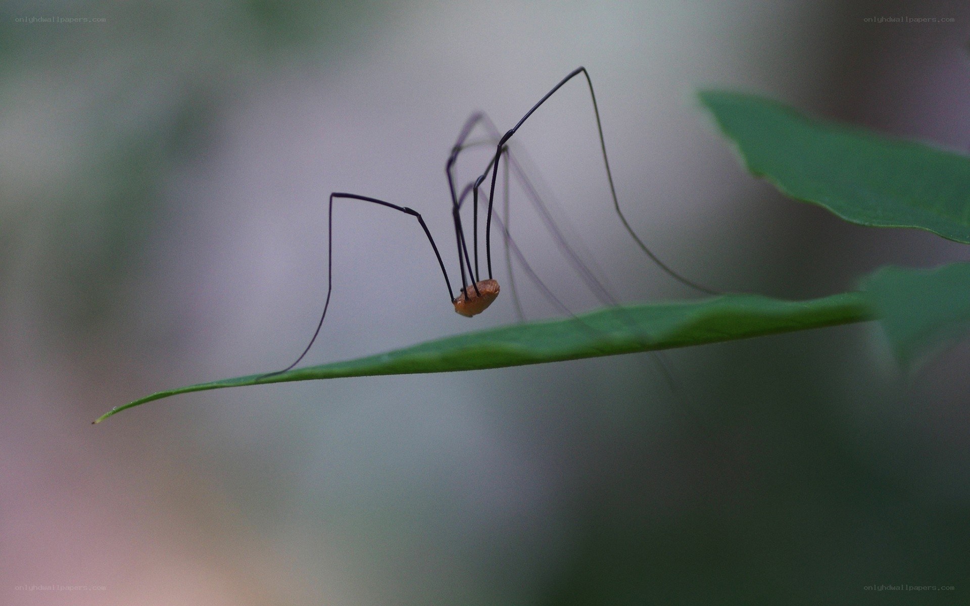 long-legged spider on leaf