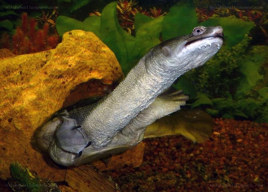 long-necked turtle in aquarium