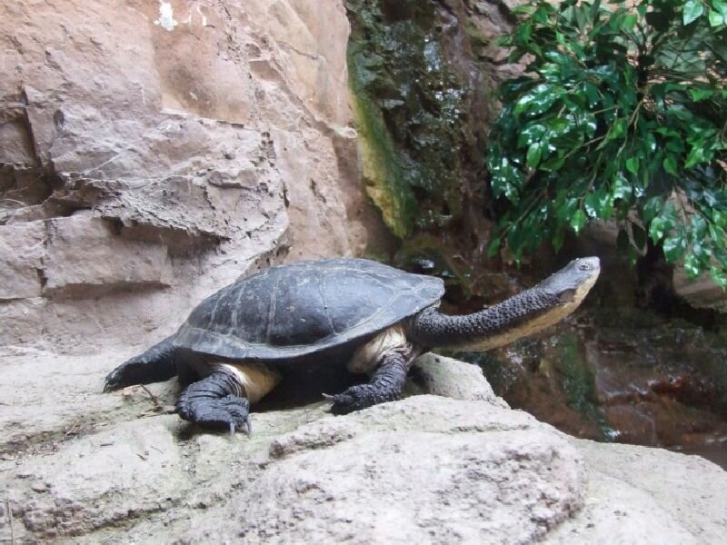 Long-necked Turtle