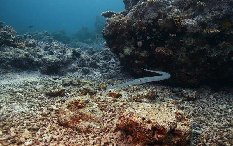 Long-nosed fish near coral reef
