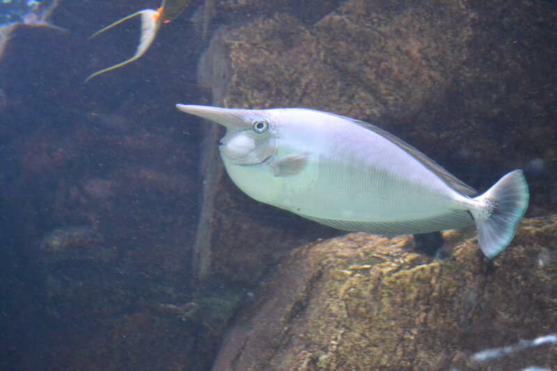 Long-nosed Fish Swimming