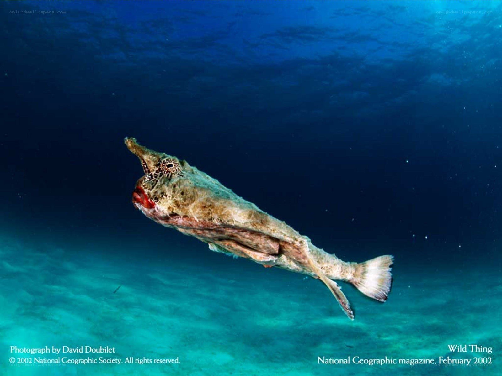 Long-nosed fish underwater