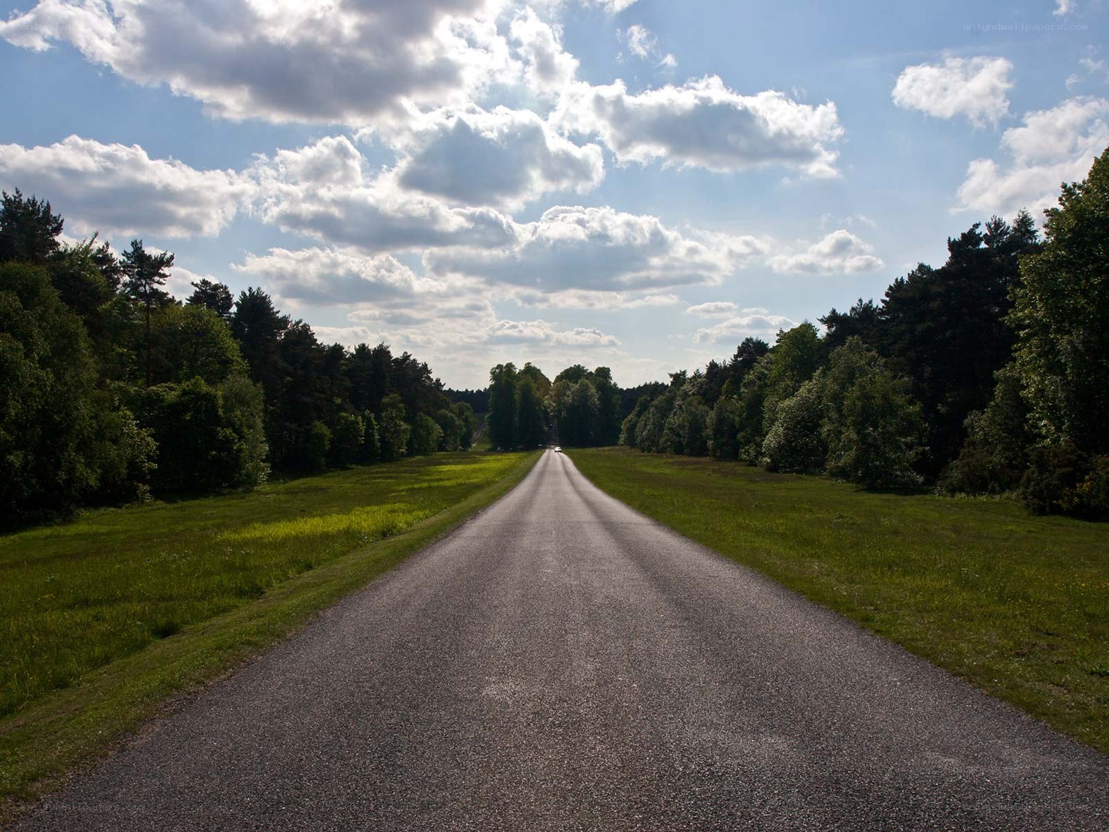 Long road through forest
