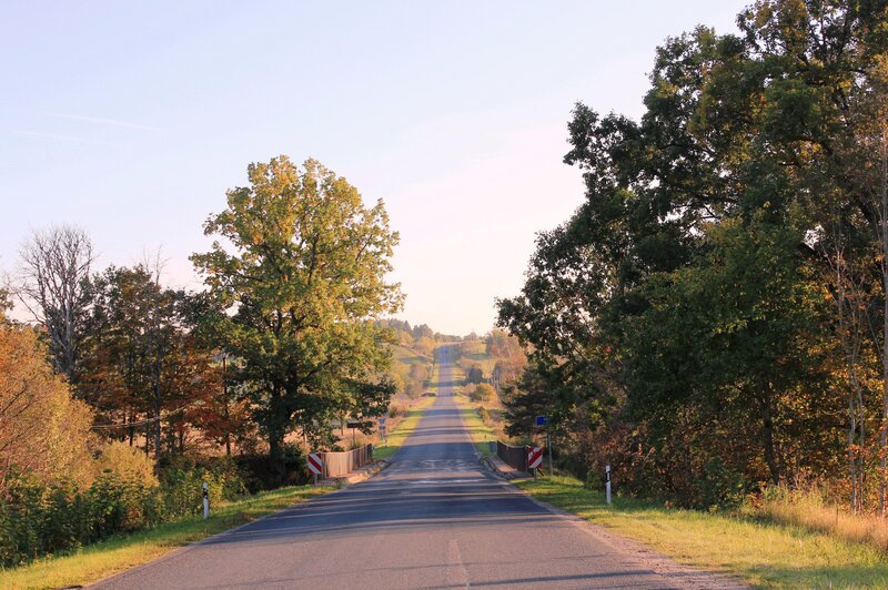 Long Road Through Trees