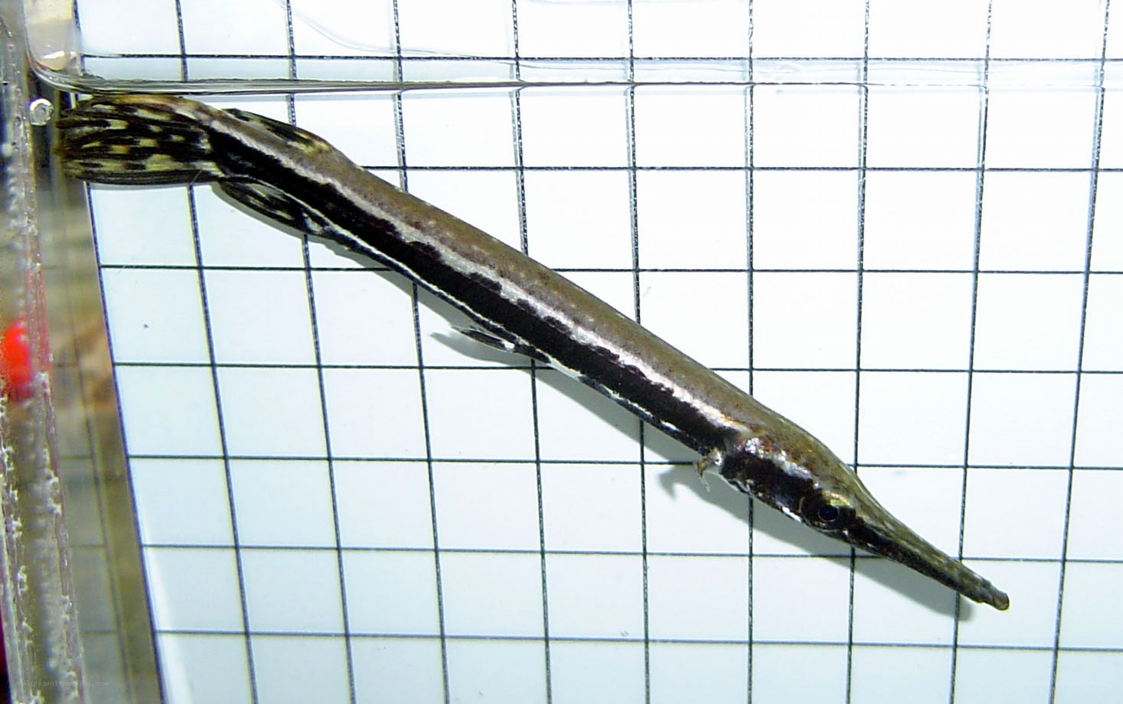Long-snouted fish in aquarium