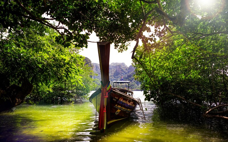 Long-tail Boat in Mangrove