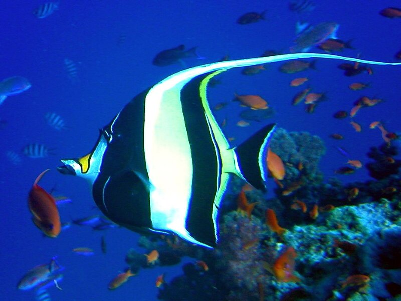 Long-tailed batfish in coral reef