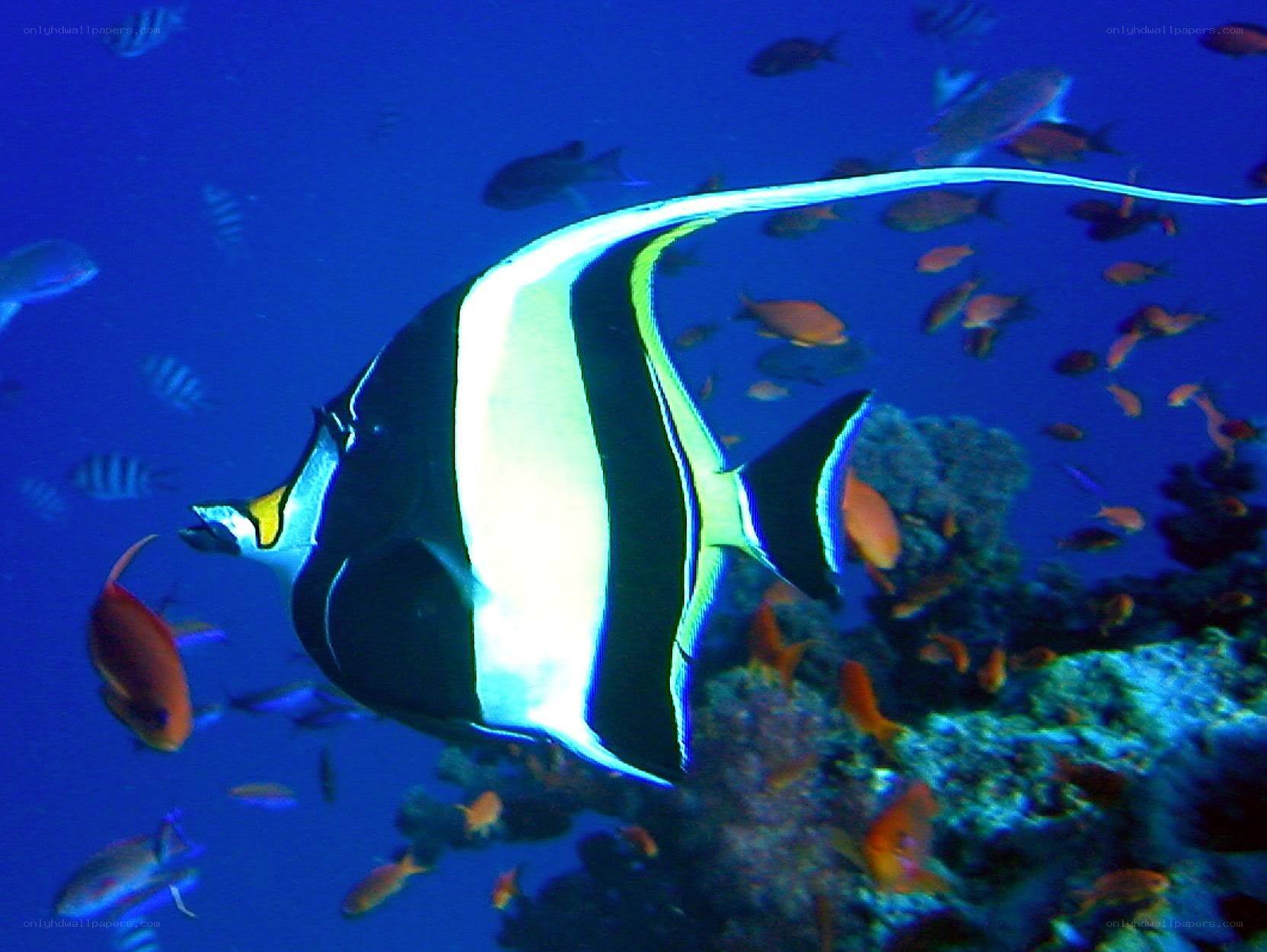 Long-tailed batfish in coral reef