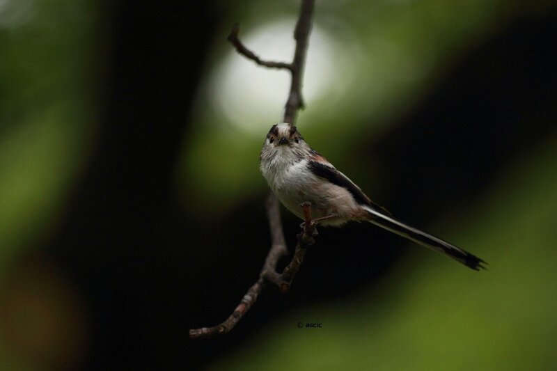 Long-tailed Bird on Branch — Green