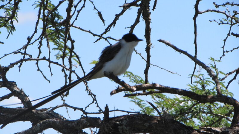 Long-tailed Bird on Branch