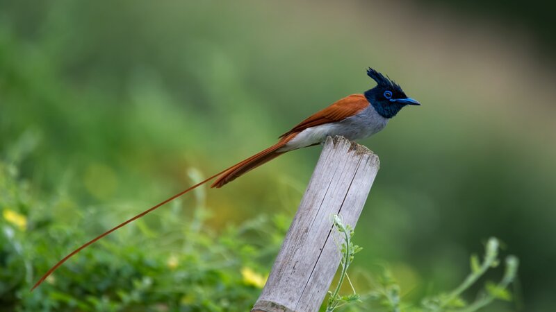 Long-tailed Bird on Post