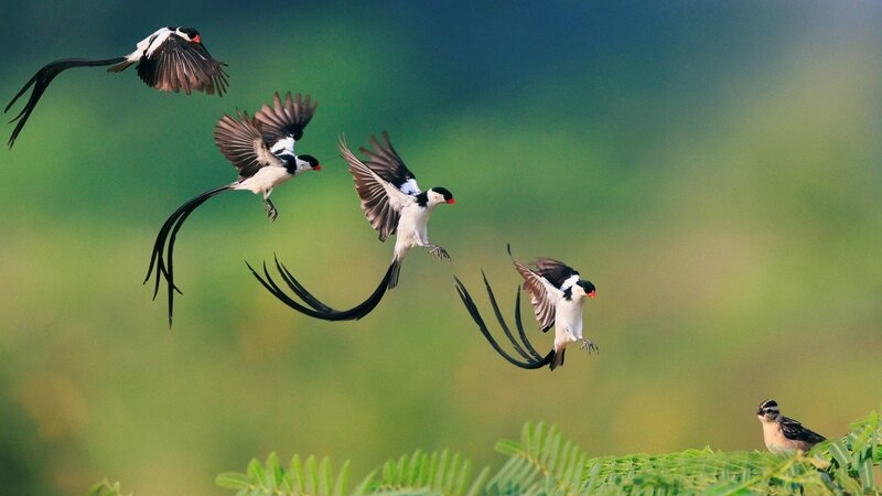 Long-tailed Birds in Flight — Green