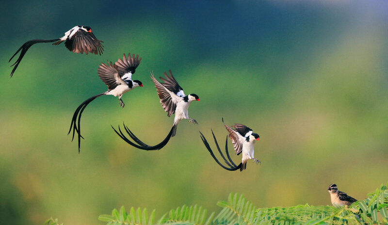 Long-tailed Birds in Flight