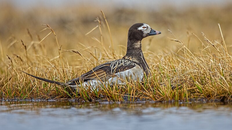 Long-tailed Duck in Grass