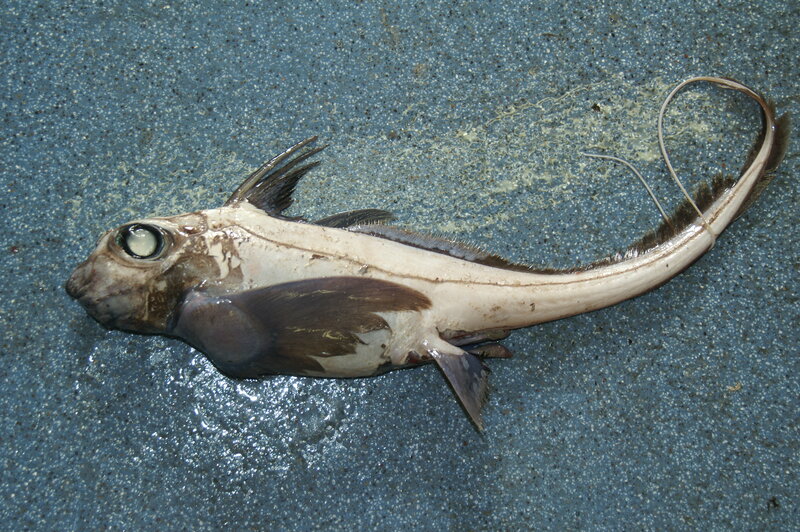 Long-tailed fish with large eyes
