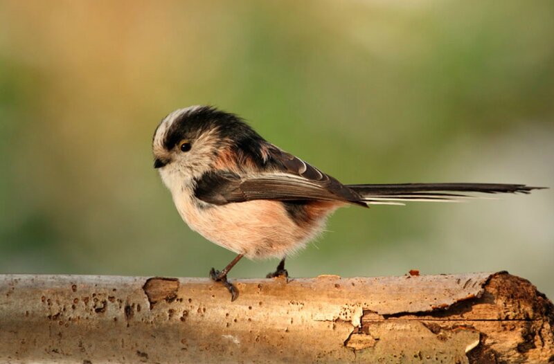 Long-tailed Tit Bird — Brown