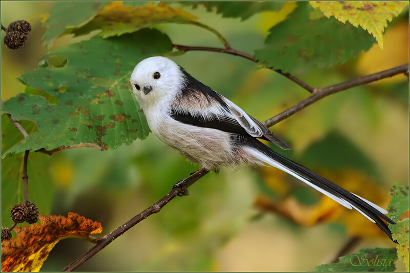Long-tailed Tit Bird
