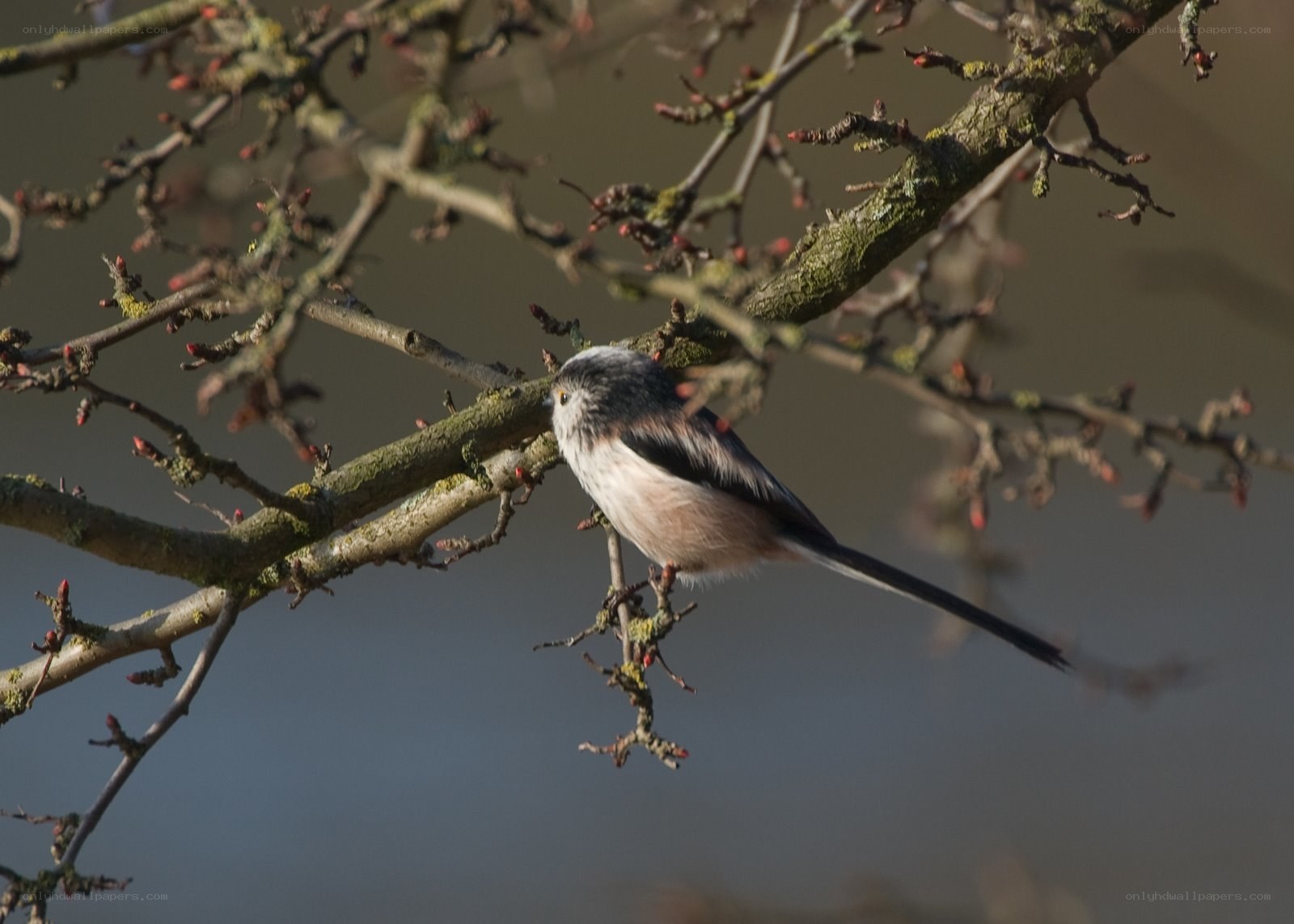 Long-tailed tit on a branch