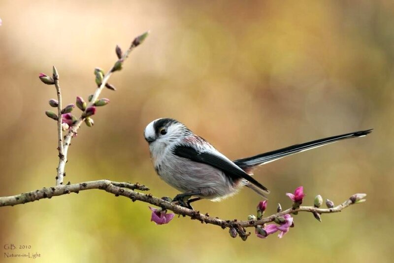 Long-tailed Tit on Branch — Brown