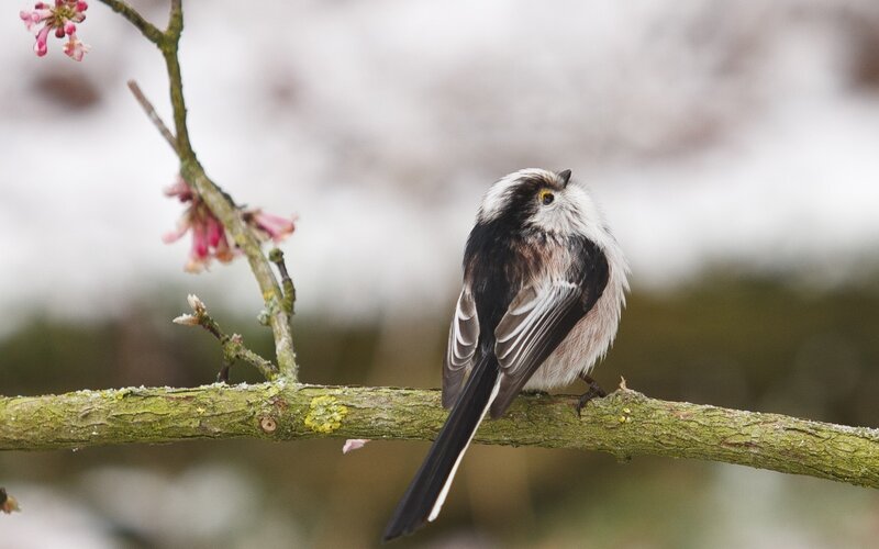 Long-tailed Tit on Branch — Green, Calm