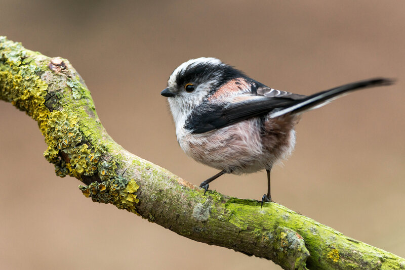 Long-tailed Tit on Branch — Green
