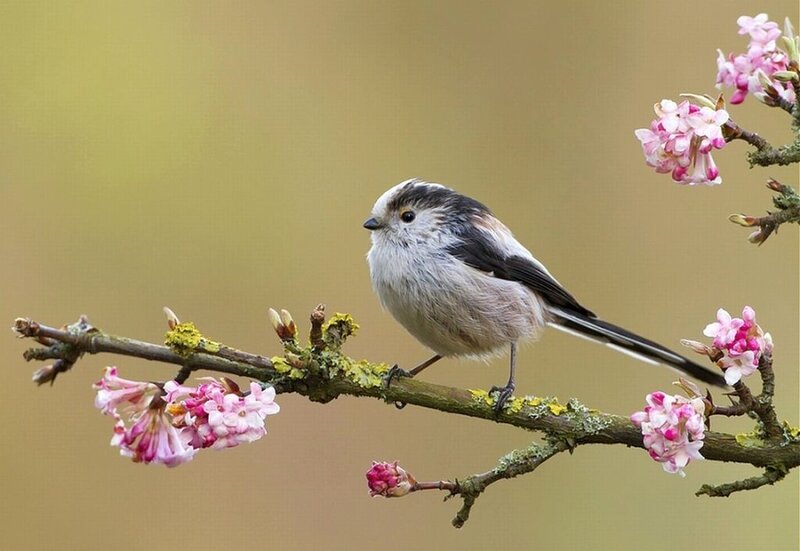 Long-tailed Tit on Branch — Pink