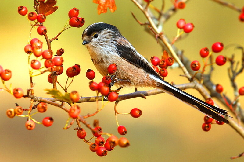 Long-tailed Tit on Branch