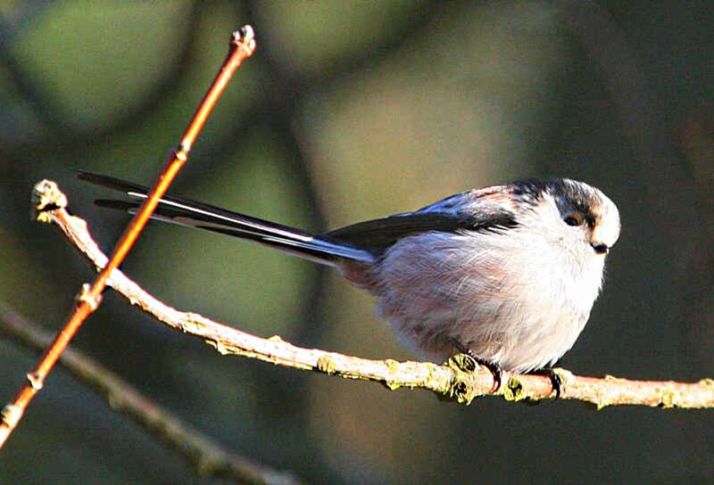 Long-tailed Tit on Branch — White, Calm