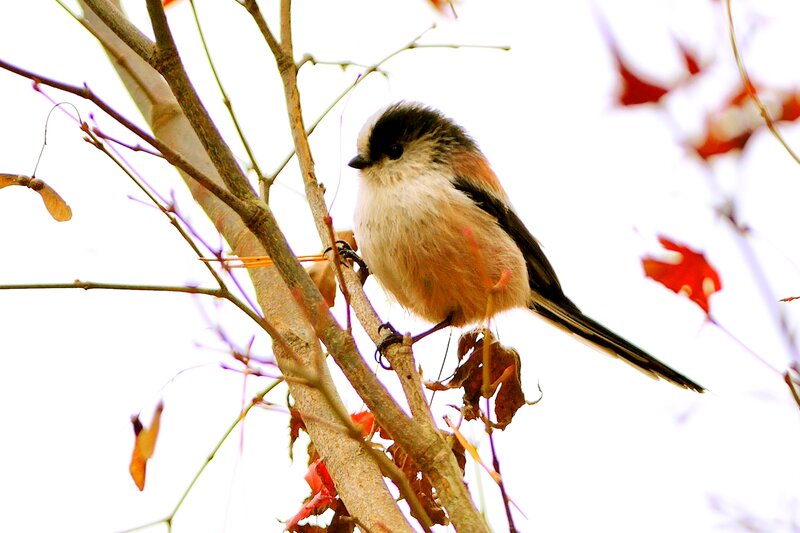 Long-tailed Tit on Branch — White