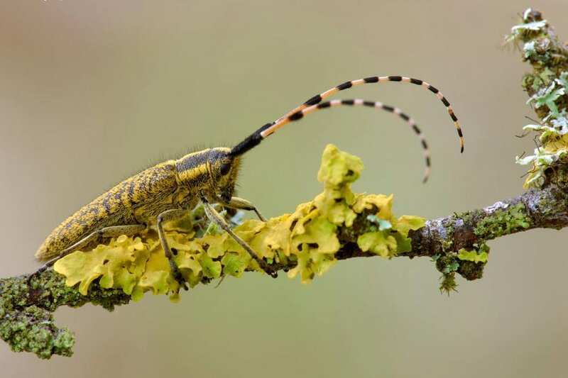 Longhorn Beetle on Branch
