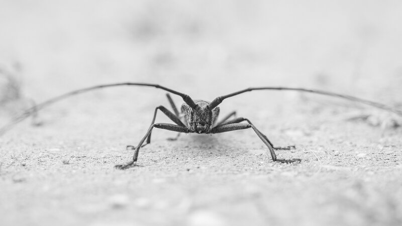 Longhorn Beetle on Ground