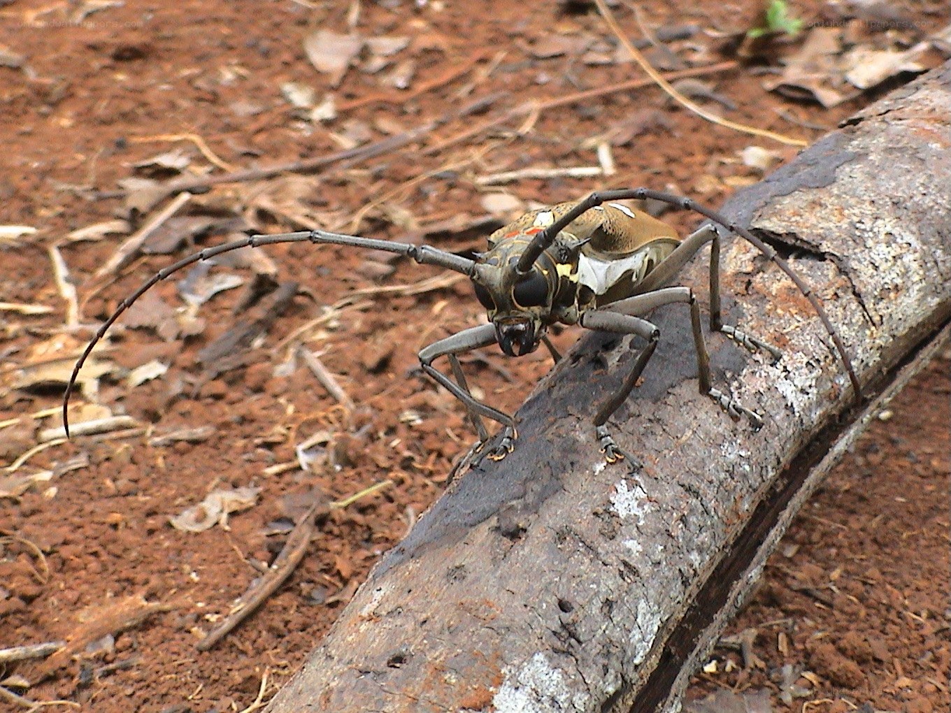 longhorn beetle on log