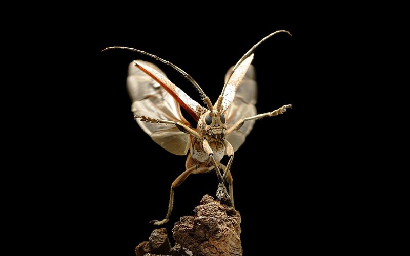 Longhorn Beetle on Rock — Brown