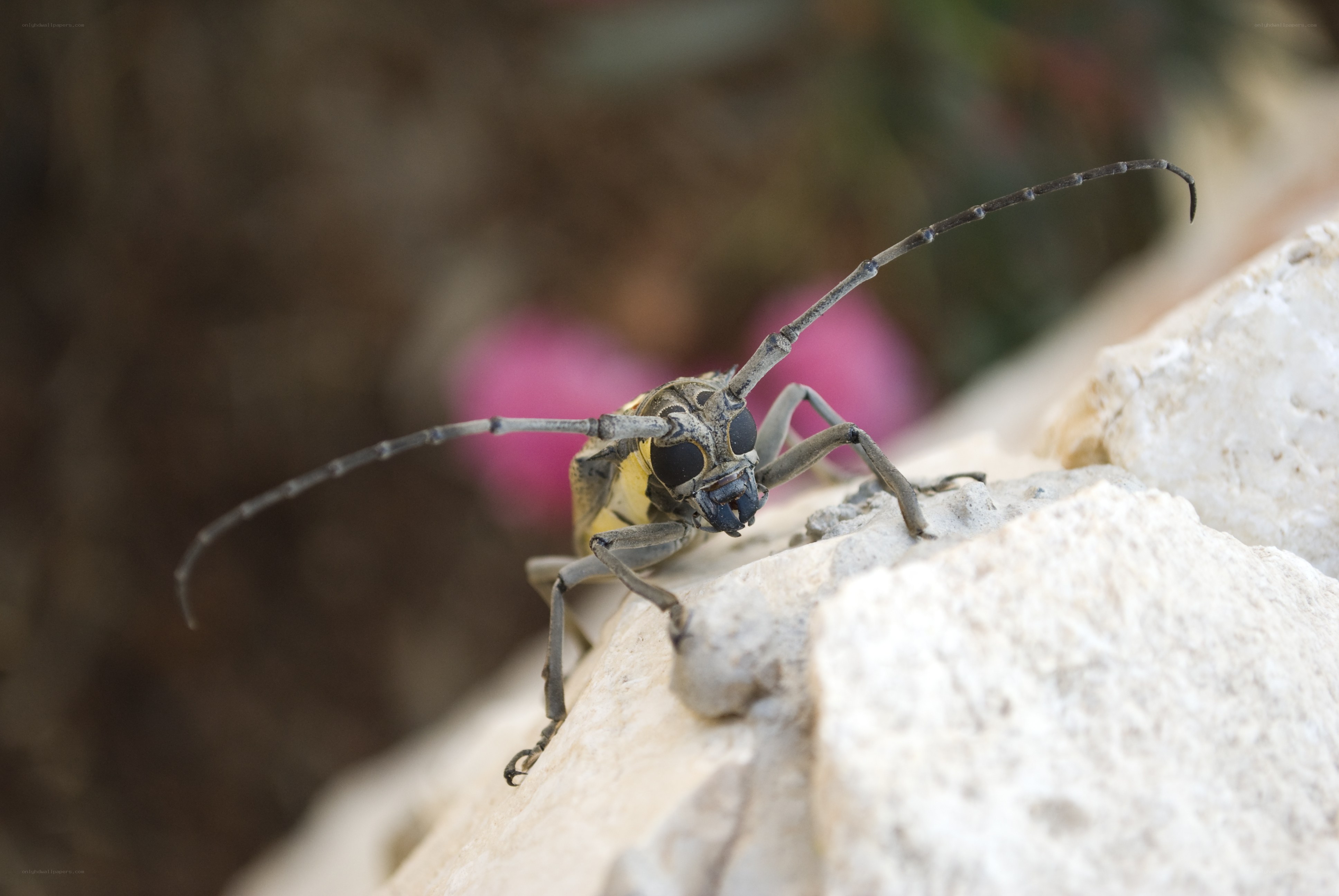longhorn beetle on rock