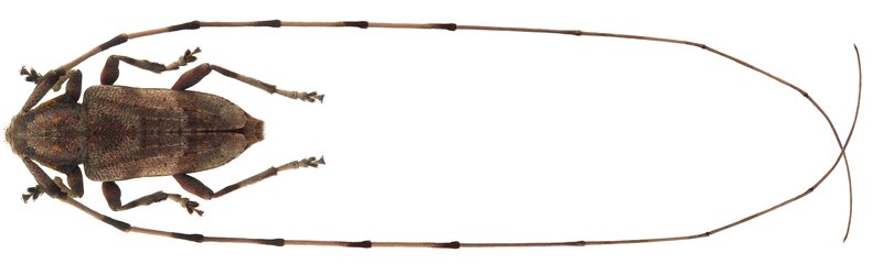 Longhorn beetle specimen