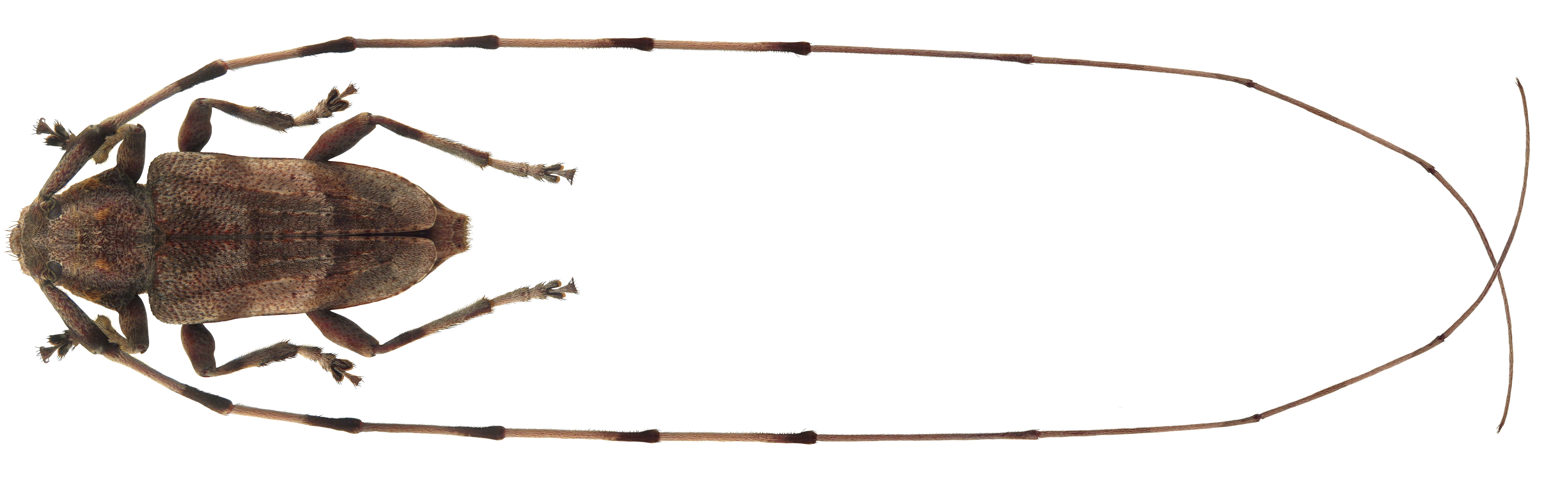 Longhorn beetle specimen