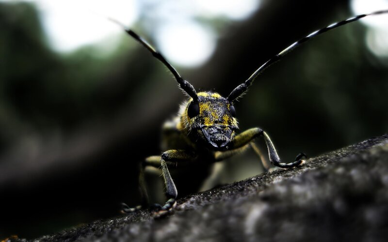 Longhorn Beetle
