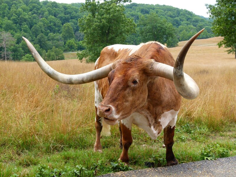 Longhorn bull in a field